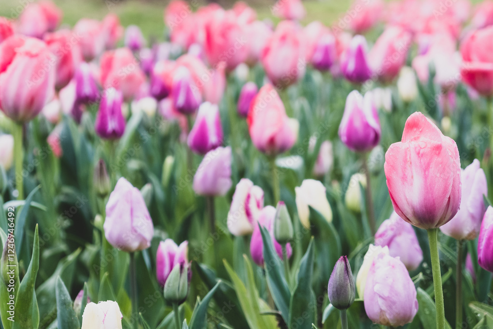Fototapeta premium Beautiful fresh colorful tulip flowers in full bloom. Spring floral texture for background.