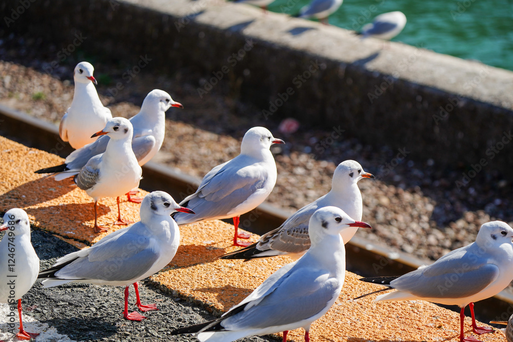 Obraz premium 駅のホームに集まるユリカモメたち