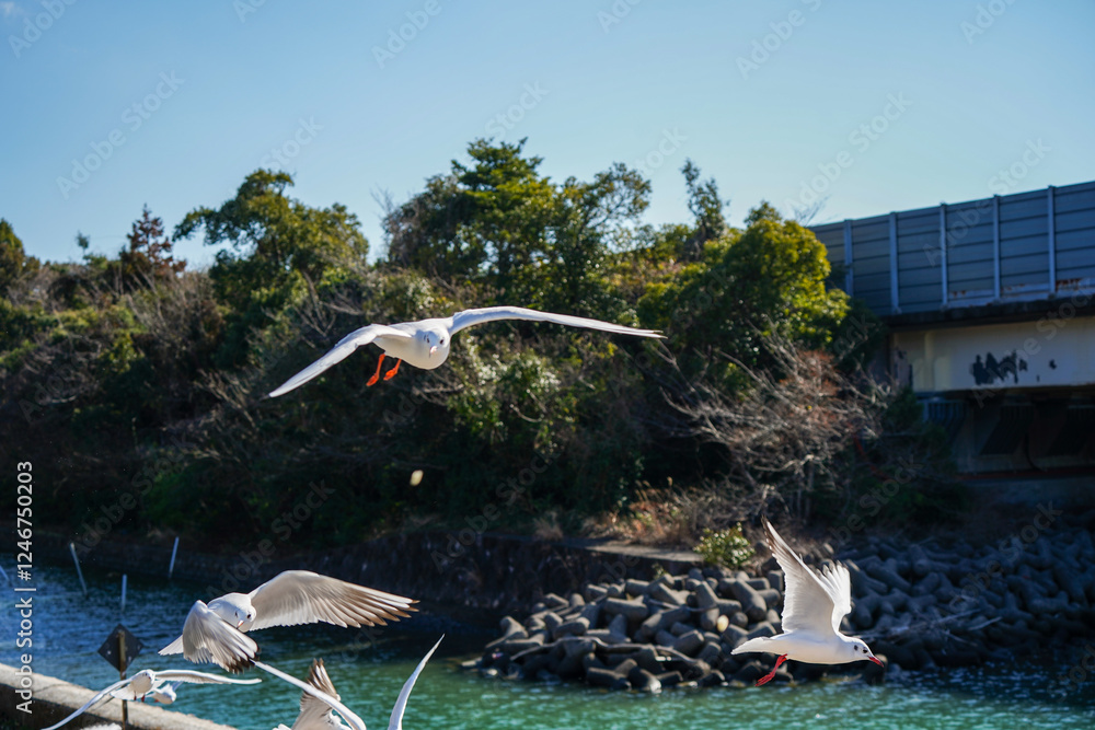 Fototapeta premium 静岡県の浜名湖の横の線路の上を飛び交うカモメ達
