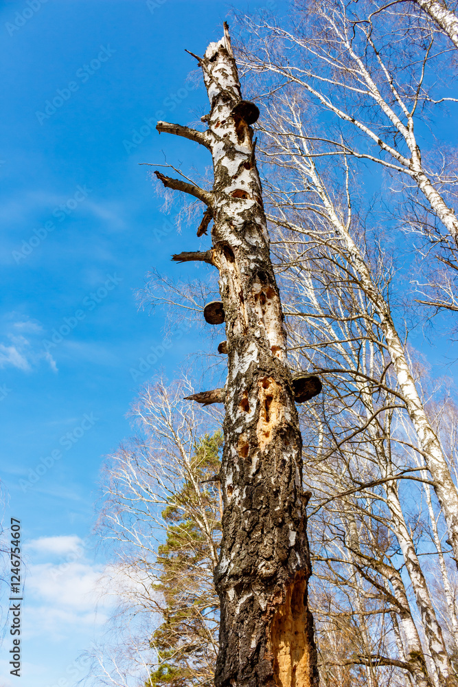 Fototapeta premium Dried birch trunk riddled with holes from woodpeckers