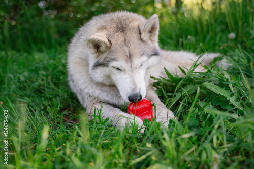 Obraz na płótnie White-gray-beige husky dog with multi-colored eyes similar to a wolf lies on green grass and holds and licks a red rubber dog toy Kong with both paws w salonie
