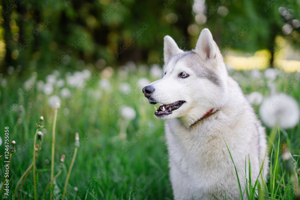 A white, gray and beige husky dog with multi-colored eyes, similar to a wolf, stays in a clearing with dandelions and looks away