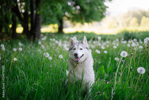 A white, gray and beige husky dog with multi-colored eyes, similar to a wolf, stays in a clearing with dandelions and looks at the camera