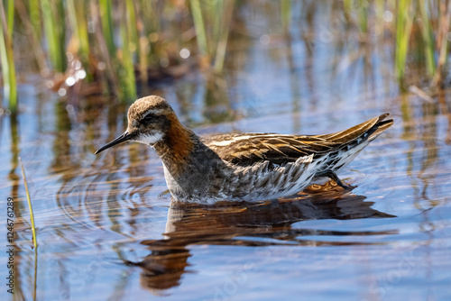 Phalarope à bec étroit en quête de nourriture dans une zone humide en Islande photo