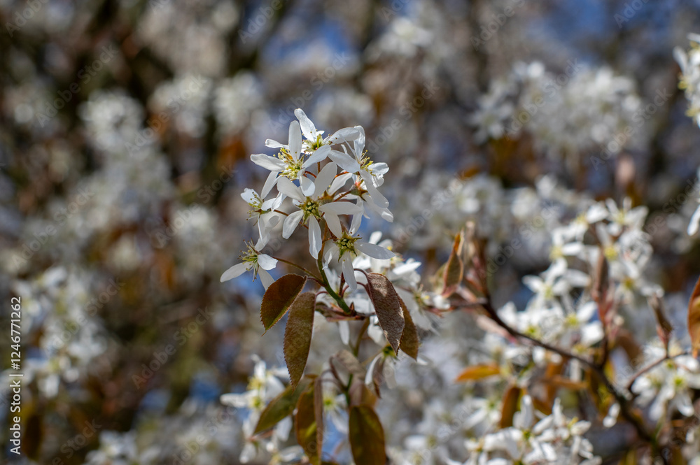 Amelanchier lamarckii deciduous flowering shrub, group of snowy white petal flowers on branches in bloom