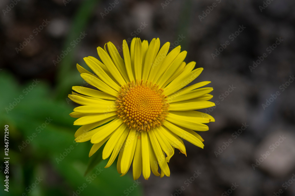 Doronicum orientale leopards bane bright yellow spring flowers in bloom, ornamental garden flowering plant