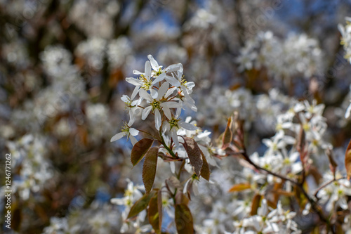 Obraz na płótnie Amelanchier lamarckii deciduous flowering shrub, group of snowy white petal flowers on branches in bloom w salonie