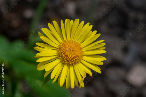 Obraz na płótnie Doronicum orientale leopards bane bright yellow spring flowers in bloom, ornamental garden flowering plant w salonie