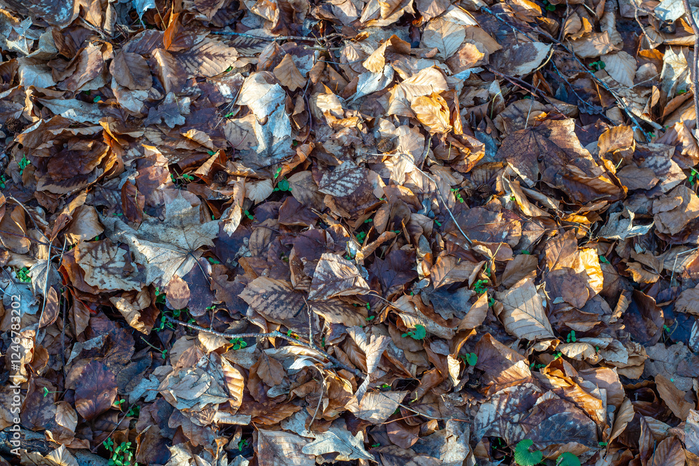 background of dry leaves background of dry leaves