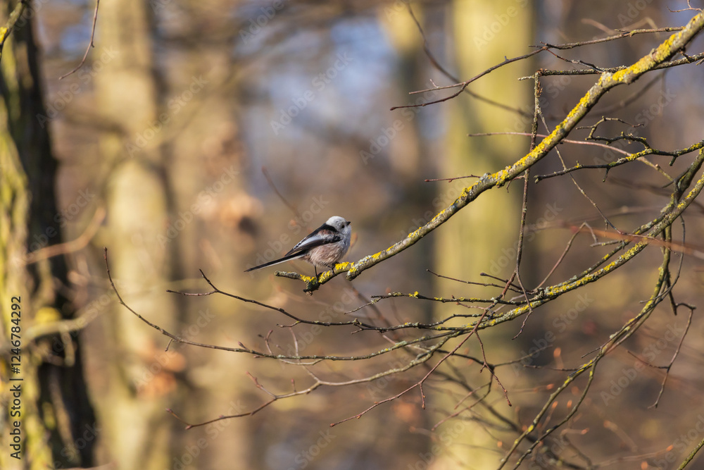 Obraz premium Long-tailed tit - Aegithalos caudatus sitting on a branch in the tree crown. Blue sky