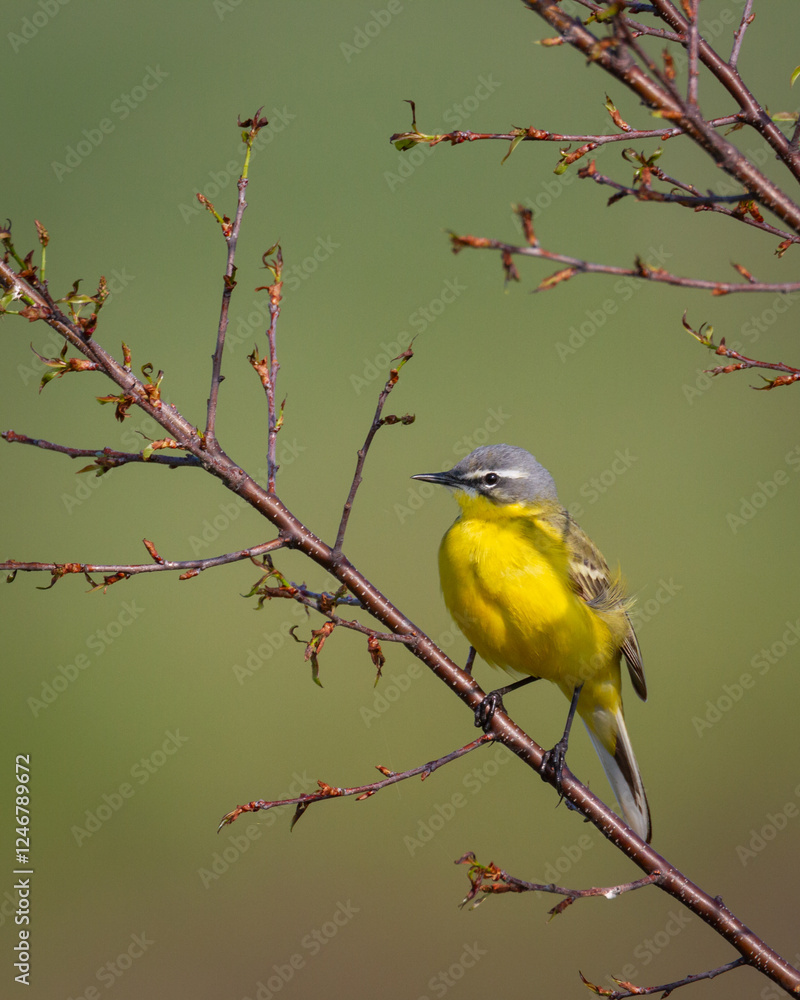 Obraz premium Small bird Yellow Wagtail sitting on tree male Motacilla flava meadow spring time Poland Europe