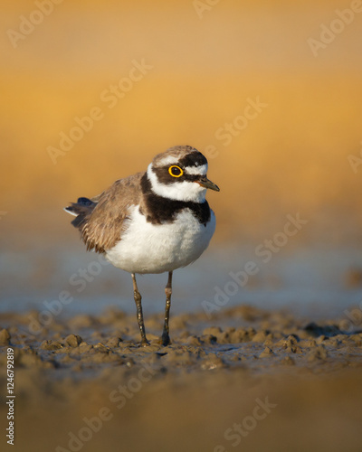 Shorebird Charadrius dubius, Little Ringed Plover on blurred background summer time Poland Europe