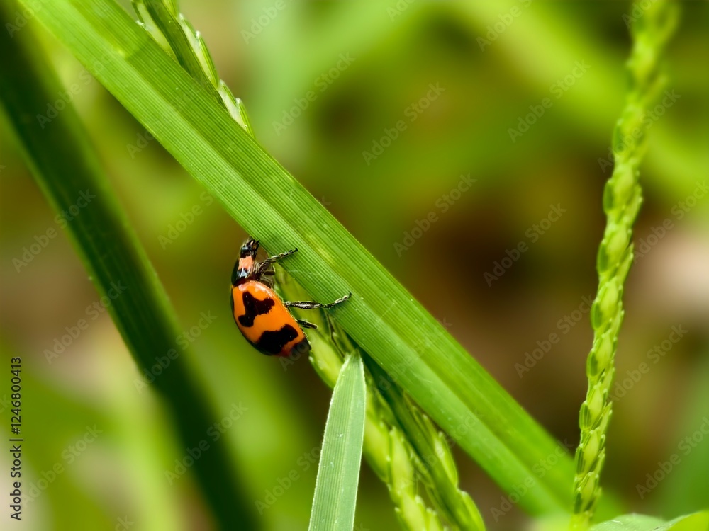 Ladybug or Coelophora inaqualis perched on a grass leaf. Macro photography Ladybug or Coelophora inaqualis perched on a grass leaf. Macro photography