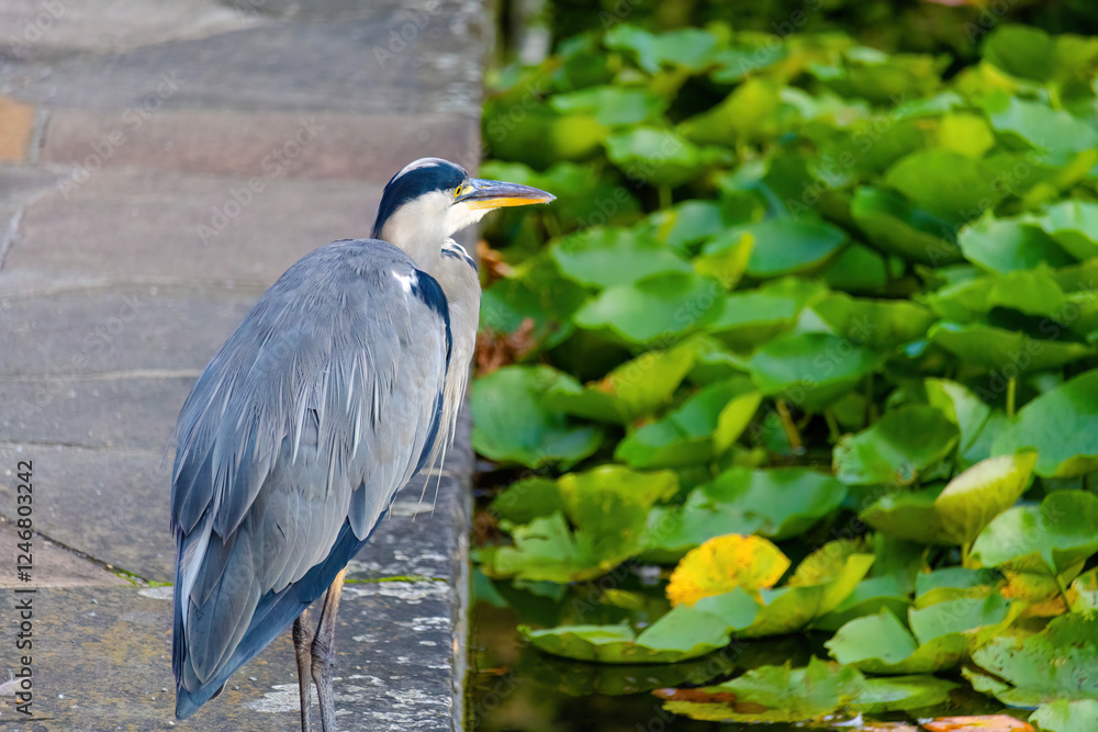 The eastern great egret, a white heron in the genus Ardea, fishing at calm water in lake The eastern great egret, a white heron in the genus Ardea, fishing at calm water in lake