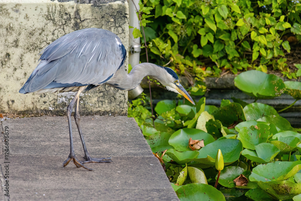 The eastern great egret, a white heron in the genus Ardea, fishing at calm water in lake
