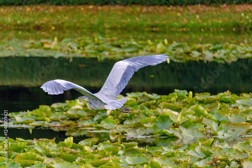 Grey Heron is flying over a pond with lily pads. The water is calm and the sky is clear