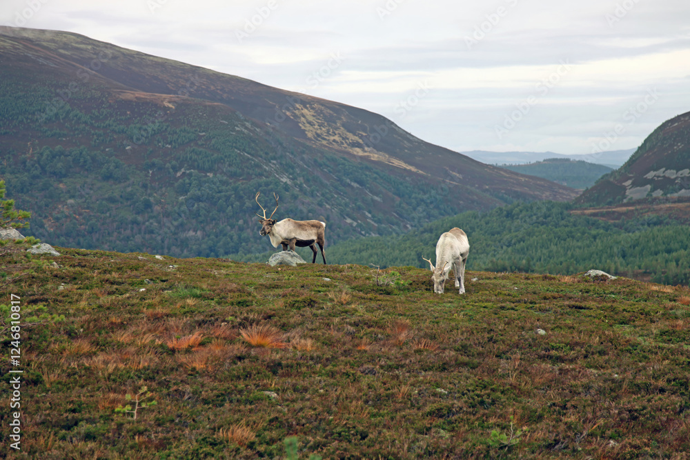 Fototapeta premium Two Reindeer against a backdrop of Cairngorms scenery, Scotland 