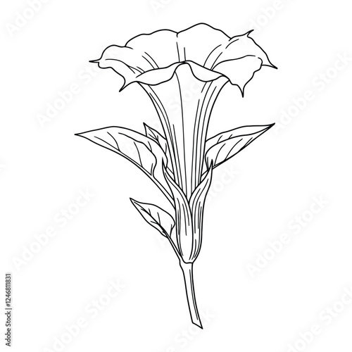 Jimsonweed flower line art silhouette vector.