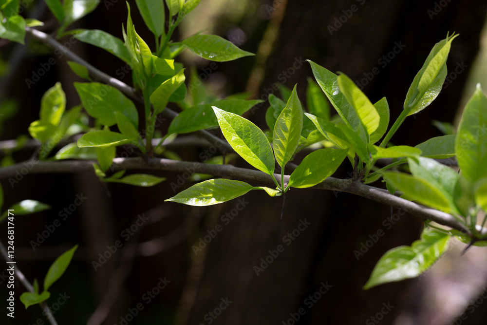 Spring leaves - fresh young spring leaves Spring leaves - fresh young spring leaves