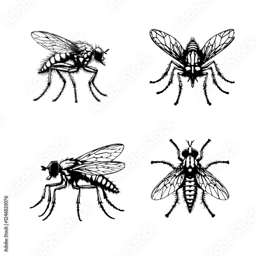 sand fly