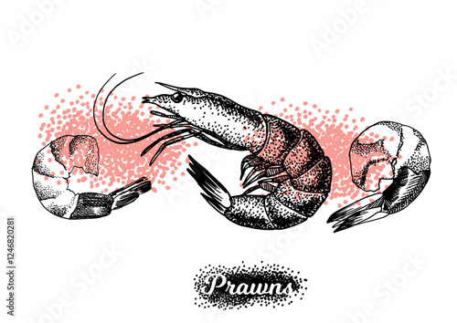 Shrimp isolated on white background for menu design.  Vintage engraved sketch. Seafood dot drawing collection