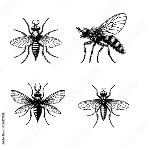 deer fly