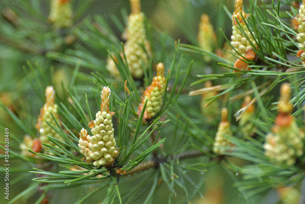 Young male cones of the Scots pine Young male cones of the Scots pine