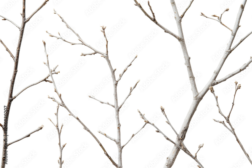 Delicate Tree Branches with Buds on a Transparent Backgrounds an Delicate Tree Branches with Buds on a Transparent Backgrounds an