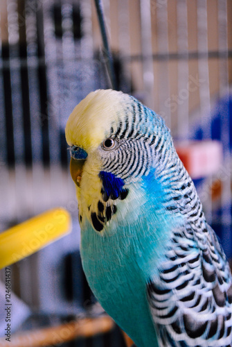 blue and yellow parrot