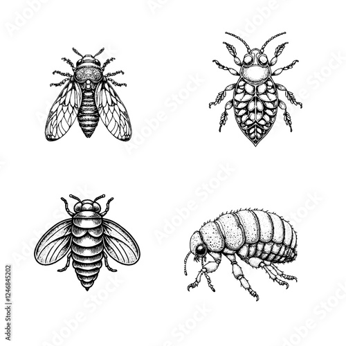 scale insect...