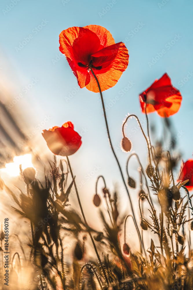 Obraz premium Close-up and macro papaveraceae or poppy family red flowers in the field, beautiful background with bokeh tones