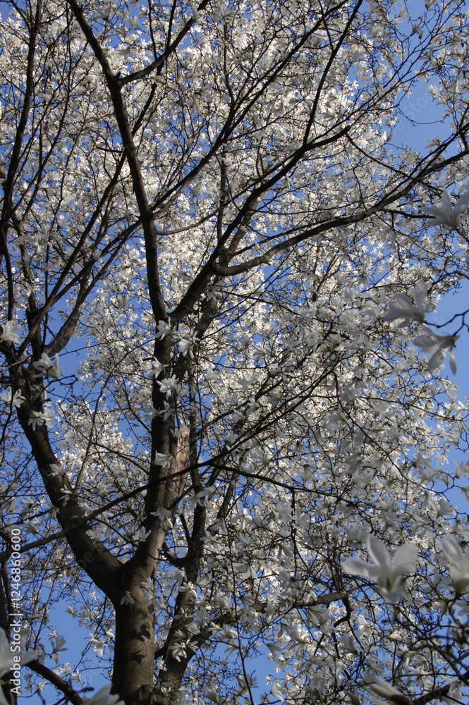 Photo of a tall flowering magnolia tree densely covered with white flowers against a blue sky Photo of a tall flowering magnolia tree densely covered with white flowers against a blue sky