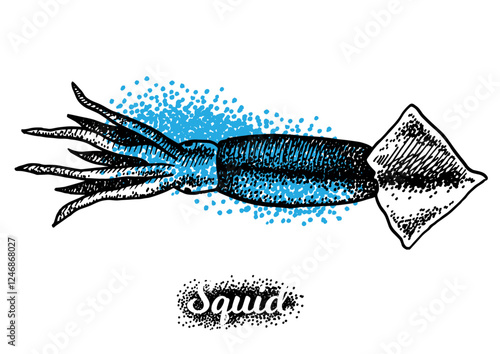Squid isolated on white background for menu design.  Vintage engraved sketch. Seafood dot drawing collection