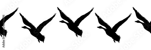 Canada goose. Seamless borders. Pattern of black silhouettes of flying birds. Vector illustration of geese on a white background.