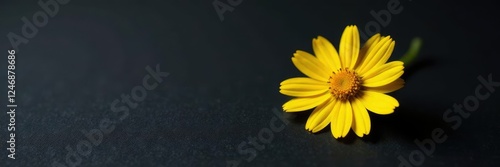 Small yellow daisy situated on a matte black surface with fine grained texture, black, flower power, tiny