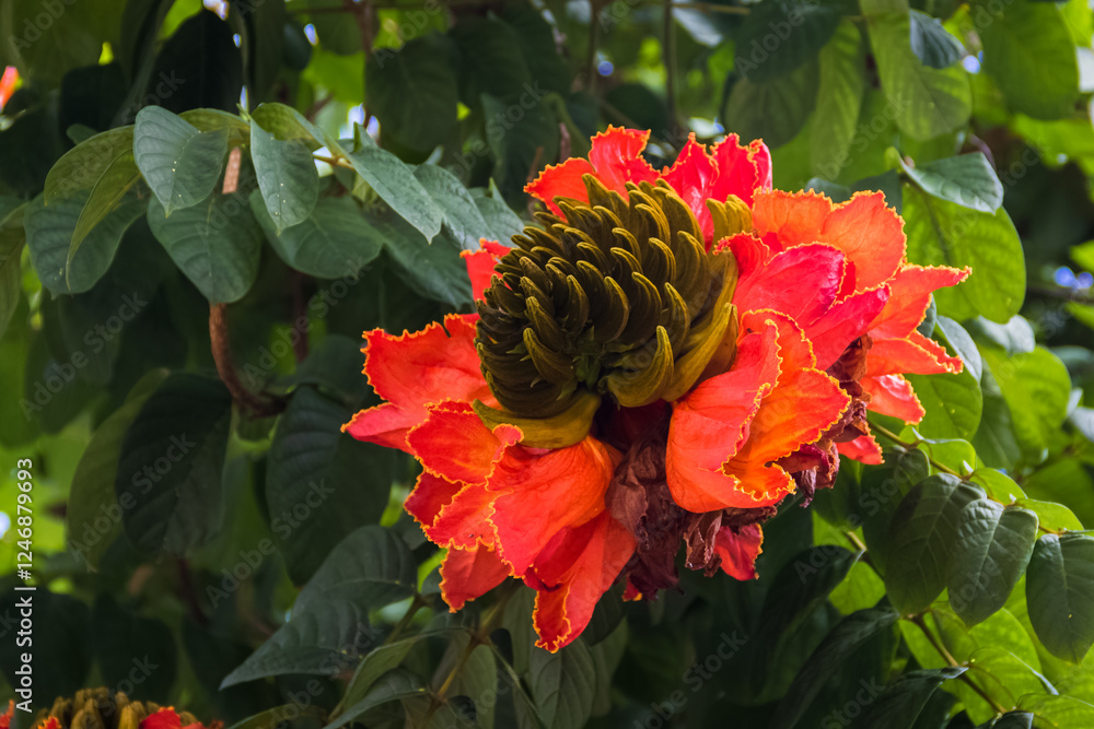 custom made wallpaper toronto digitalSpathodea  campanulata, African, tulip tree in bloom.