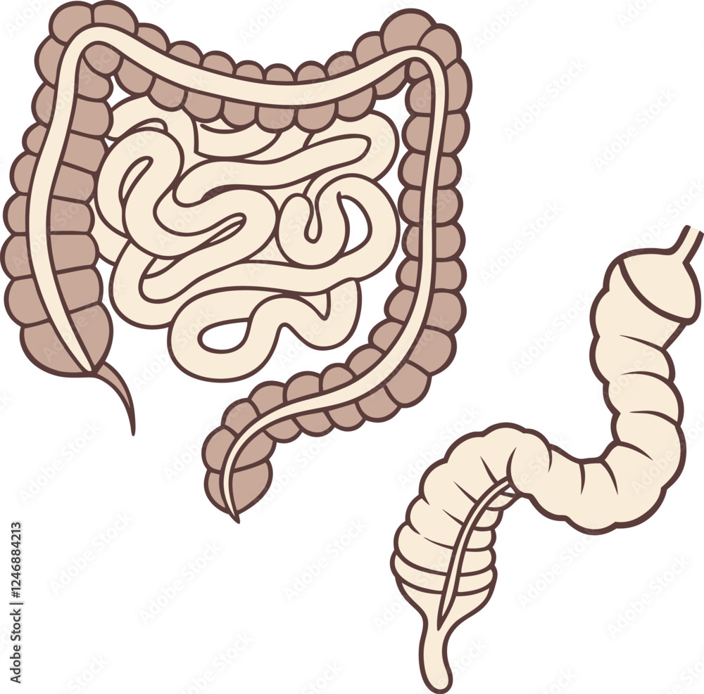 Fototapeta premium Intestines organ vector Illustration. Intestines vector art with white background.