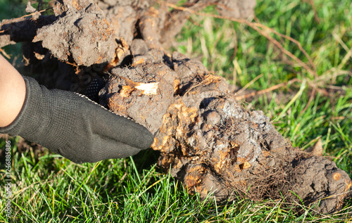 A gardener removed a diseased tree from an orchard. Bacterial root galls of a fruit tree.
