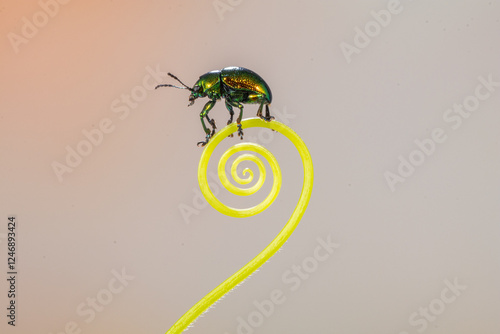 Close-up side view of a ladybug (Coccinellidae) on a coiled plant tendril, Indonesia photo