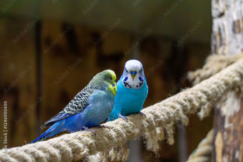 Obraz premium two lovebirds sitting on a rope. love of animals
