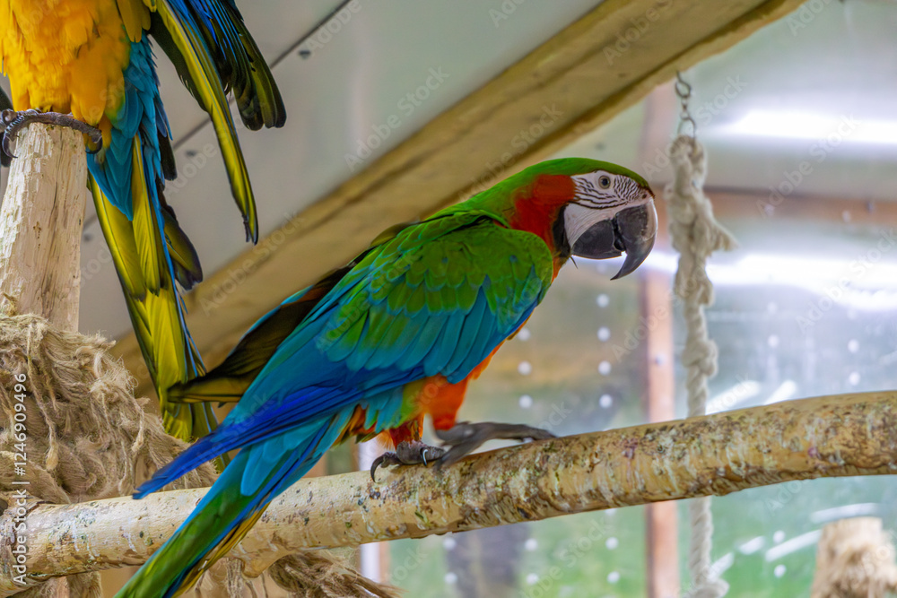 Obraz premium large colorful macaw parrots sitting on wood. tame large wild exotic birds.