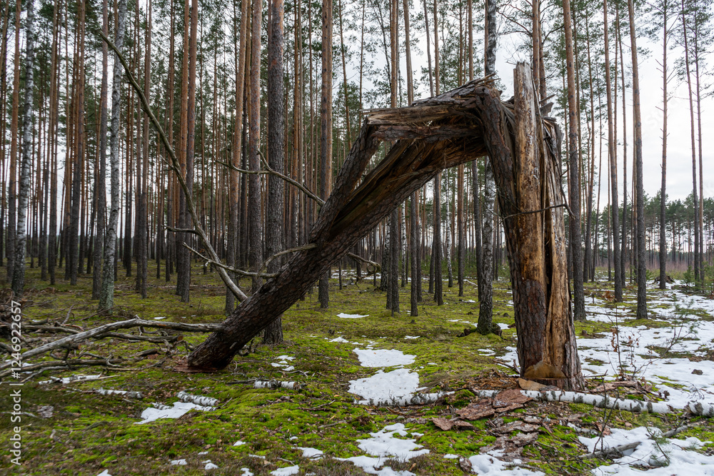 Broken cracked pine trunk. Forest edge in early spring