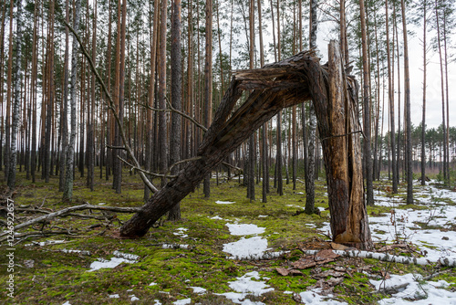 Obraz na płótnie Broken cracked pine trunk. Forest edge in early spring w salonie