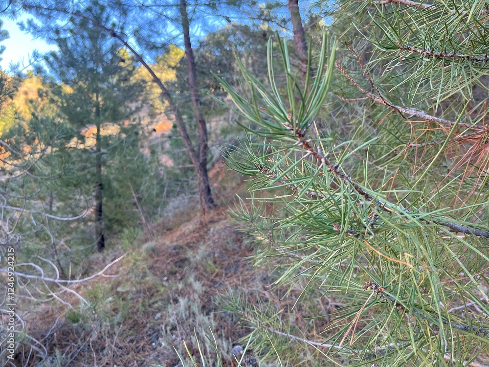 Fototapeta premium pinares y bosque mediterraneo lleno de setas y frutos