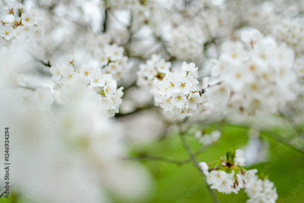 Beautiful cherry tree blossoming on spring. Beauty in nature. Tender cherry branches on spring day outdoors. Beautiful cherry tree blossoming on spring. Beauty in nature. Tender cherry branches on spring day outdoors.