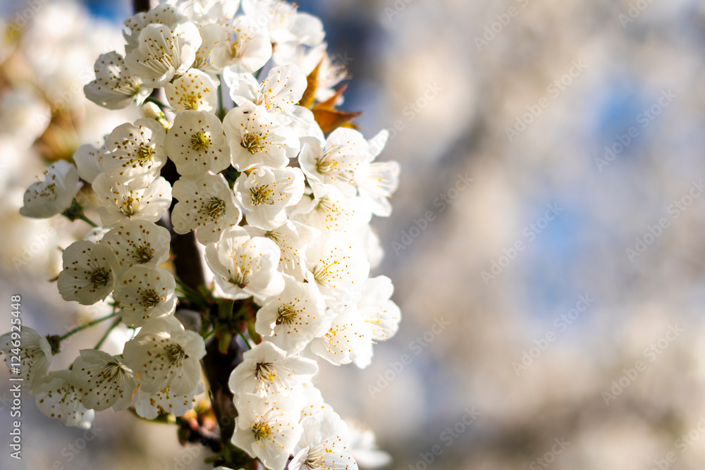 Blossoming cherry trees. Blossoming cherry trees.