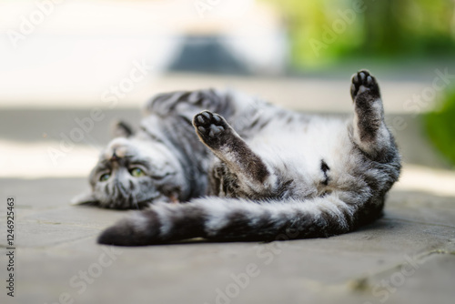 фотографія Young playful British shorthair silver tabby cat relaxing in the backyard