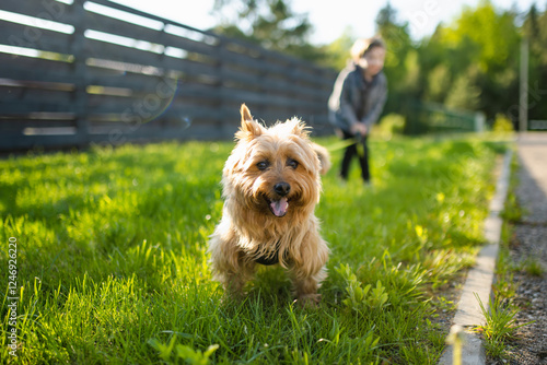 Foto Little boy playing with pedigreed Australian terrier dog in summer park
