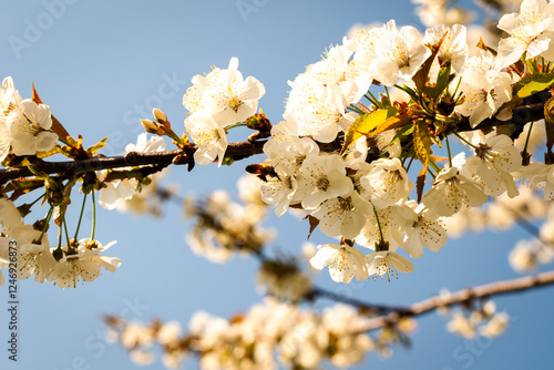 Blossoming cherry trees. photo