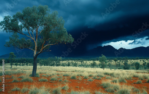 Image of an acacia tree, with dark storm clouds overhead and other trees visible behind it. photo